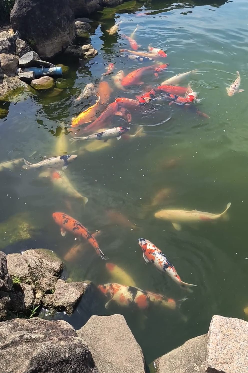 Imagem do WhatsApp de 2025-01-26 à(s) 15.58.25_3975d0a1.jpg